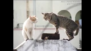 LES GROS MOTS - PAROLE DE CHAT 2