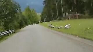 Longboard Downhill