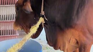 Funny video