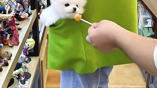 Funny Animal Videos 14
