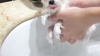 Funny Animal Videos 15