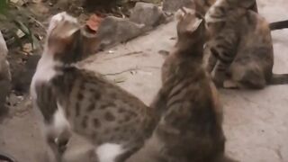 Funny cat video | Cat baby