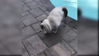 Try Not To Laugh Challenge - Funny Cat & Dog Vines compilation 2019