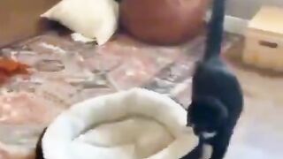 Приколи 136