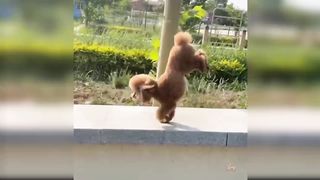 Baby Dogs - Cute and Funny Dog Videos Compilation #32 | Aww Animals