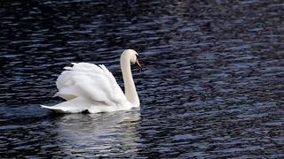 Swan lake swim relaxing vibes