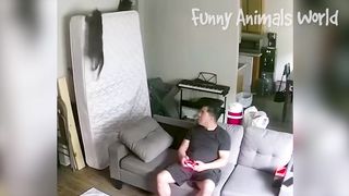 Funny Dogs And Cats Videos 2023 ???????? - Best Animal Videos Of The Month ???? #2 6
