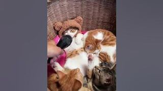 Funny & Cute Cats Compilation (TikTok) 3
