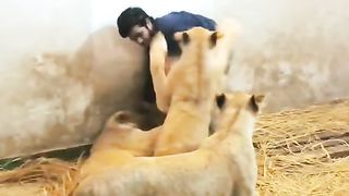 Lions 3