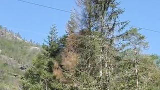 INSANE TREE JUMPING!