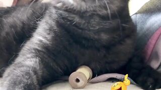 Funny Cat Video 5