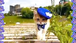 Katz of passion