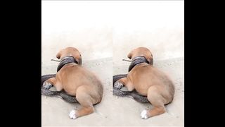A puppy befriends a cobra