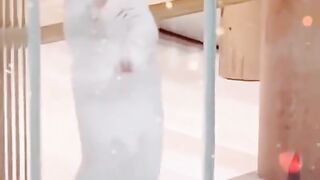 Funny cat 124