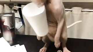 Funny Cat Playing Squid Game