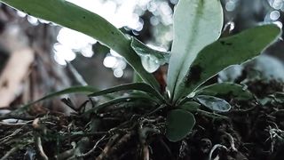 Cinematic video