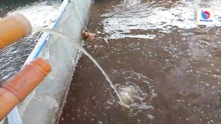 BIOFLOC | RAS SYSTEM CATFISH BACKYARD FISH FARMING BY FARMER HERO SIR ERIC GARCIA