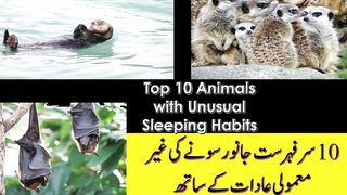 Top 10 Animals with Unusual Sleeping Habits/sleeping habits
