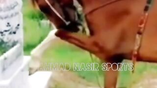 #world#amoshnal#horse#of#admanistareter
