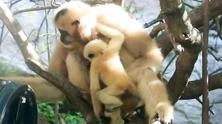Milo the baby gibbon does everything he can to get mom’s attention ????????????