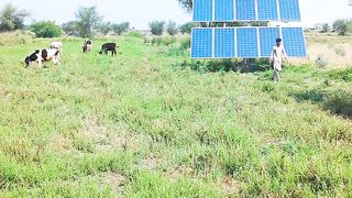 IRKM Farm, Routine