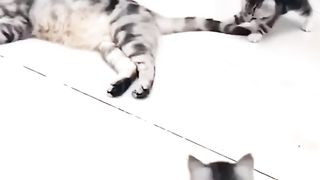 Try Not To Laugh Challenge ???? Funny Cats and Dogs 2023 ???????? Part 22