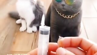 funny cat videos 2023 #shorts