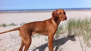 The Hungarian Vizsla,plus 2 FREE movies in the description!