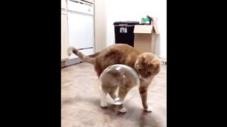 Cat Reaction to Playing Balloons - Funny Cat Balloon Reaction