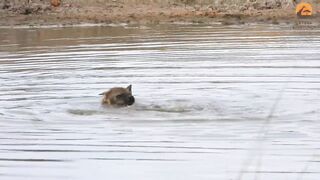 Hyena swims backstroke