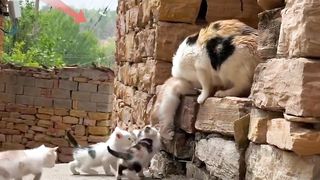 Amazing Cat Family #respect