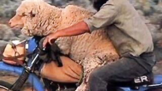 Funny video