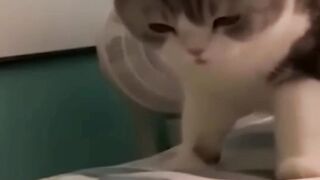 funny cat 36