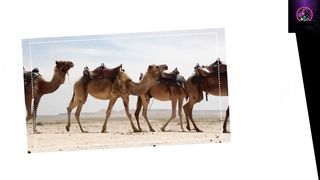 Camel Corpses: Surprising Hazards and 10 Startling Facts That Will Leave You Breathless!