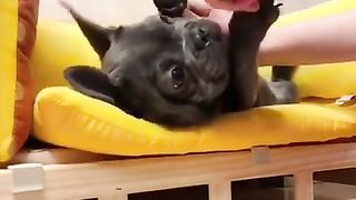 blackish dog funny