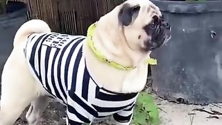 Funny shirts jail dog