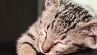 Cat Sleep