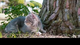 My cuties Cat