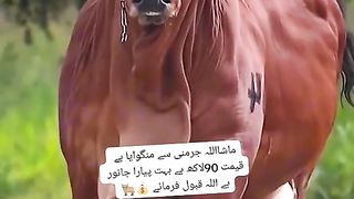 QURBANI KA JANWAR