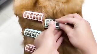 curly hair for dogs