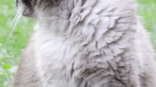 Cute cat