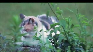 Cute cat 35