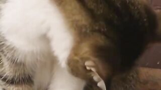 Cute cat 36