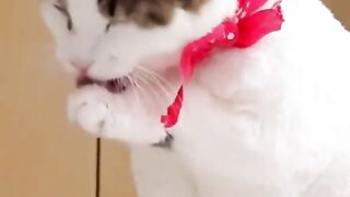 Cute Cat Funny