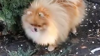 Cute dogs 3