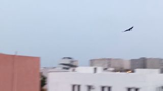 Angry Crows 2