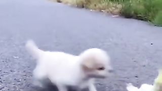 Cute pet and baby Duck Together