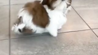 Cute Dog Run
