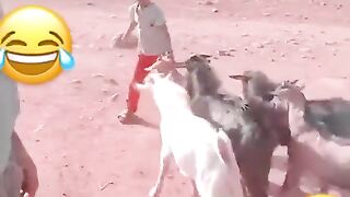 Ahahaha goats