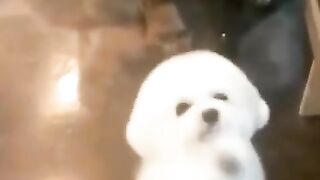 Dancing doll dog